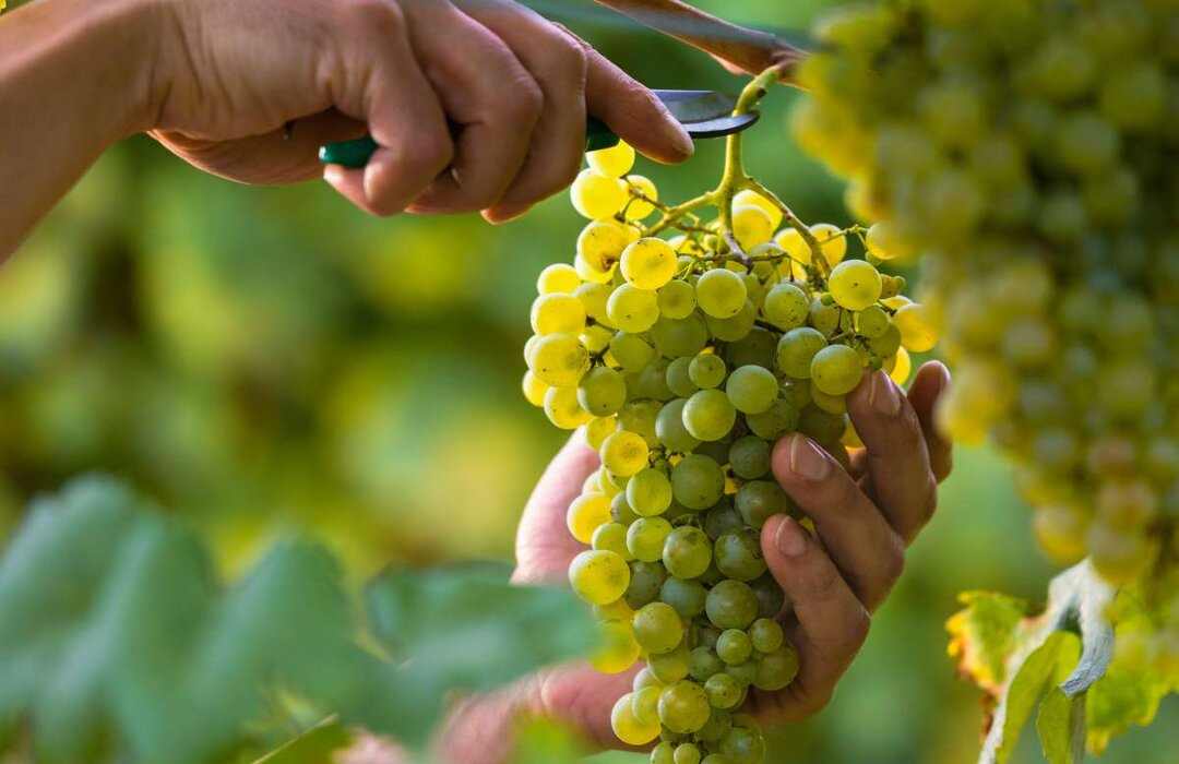 Nho Chardonnay tạo ra những loại rượu sâm banh ngon