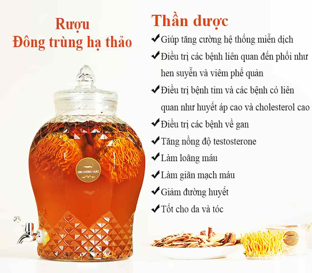 Công dụng rượu đông trùng hạ thảo