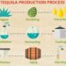 Quy trình sản xuất rượu Tequila