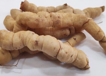 Có mấy loại ba kích và loại nào tốt nhất hiện nay trên thị trường?