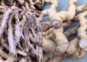 Những lợi ích của rượu ba kích