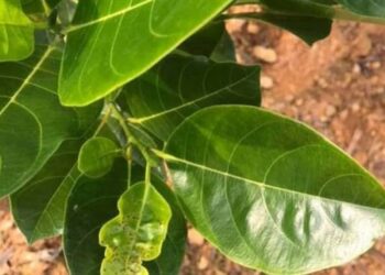 3 cách giải rượu bằng lá mít nhanh chóng nhất - Mẹo hay