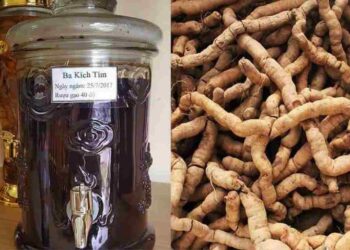 Rễ cây Ba Kích có thành phần chính là anthraglucozit rất tốt  