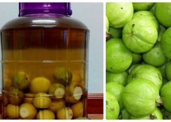 Cách ngâm rượu ổi tại nhà